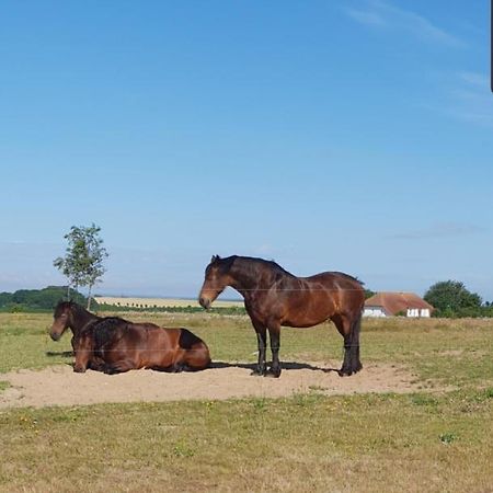 Ferienapartment Wiese & Meer Auf Ruegen Neddesitz Bagian luar foto